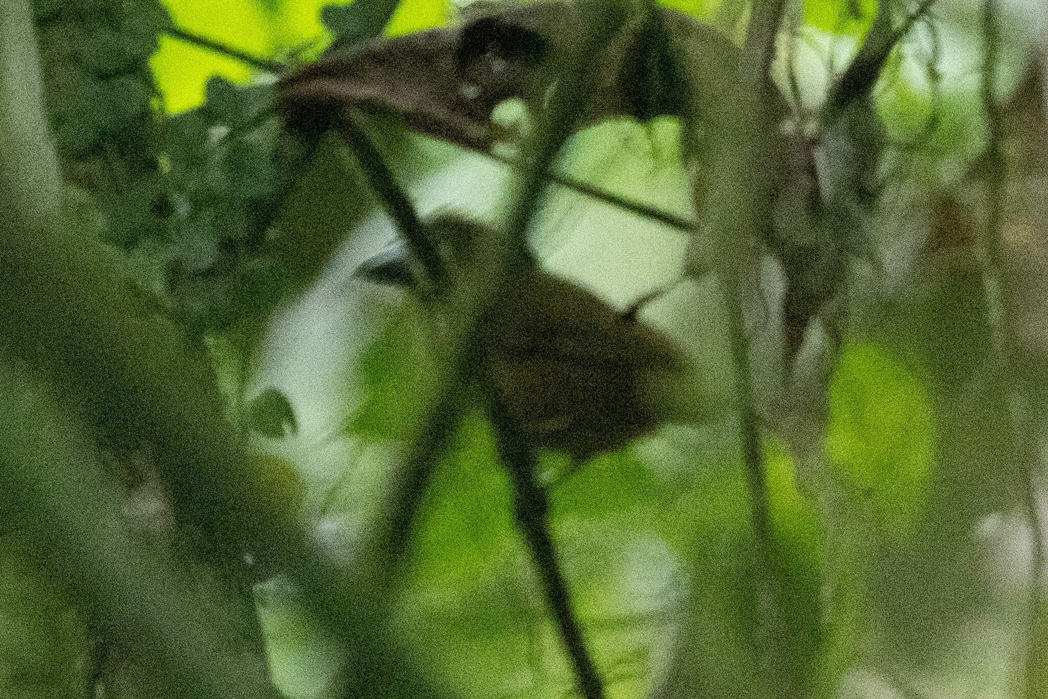 Ochre-breasted Tanager illustration