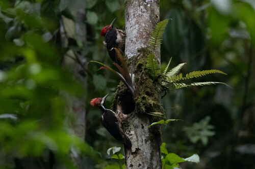 Guayaquil Woodpecker (Campephilus gayaquilensis), photo 10