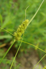 Carex neurocarpa