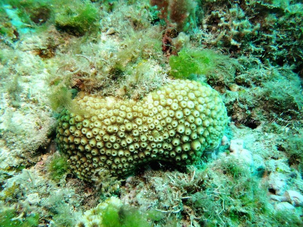Star Corals