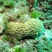 Star Corals - Photo (c) 黃淑真, some rights reserved (CC BY-NC), uploaded by 黃淑真