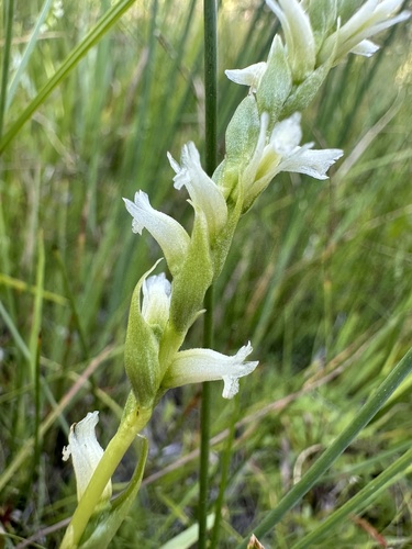 Image of Spiranthes perexilis by (c) Matt Berger, some rights reserved (CC BY)