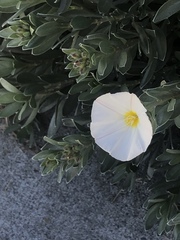 Convolvulus cneorum