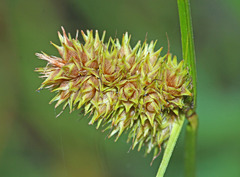 Carex neurocarpa