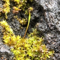 Syntrichia latifolia
