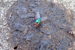 Lucilia eximia