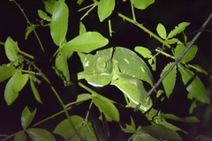 Chamaeleo zeylanicus
