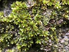 Syntrichia laevipila