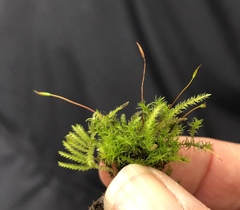 Vinealobryum vineale