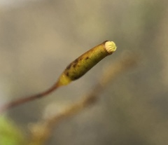 Homalothecium nevadense