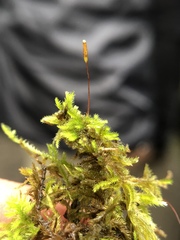 Homalothecium nevadense