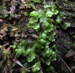 Cryptomitrium tenerum