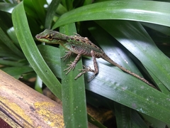 Anolis ventrimaculatus