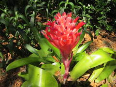Billbergia pyramidalis
