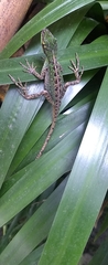 Anolis ventrimaculatus