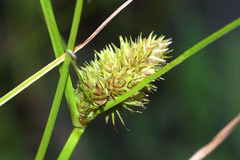 Carex neurocarpa
