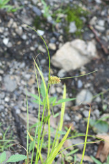 Carex neurocarpa