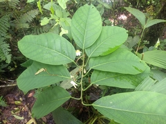 Passiflora arborea