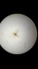 Miozoa