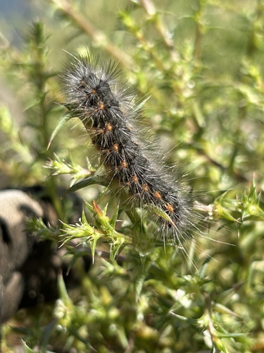 iNaturalist observation photo of Salt Marsh Moth