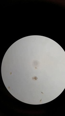 Miozoa