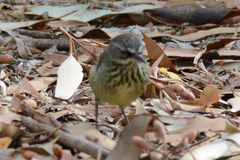 Sericornis maculatus