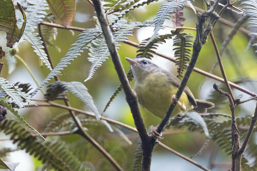 Three-banded Warbler (Basileuterus trifasciatus), photo 3