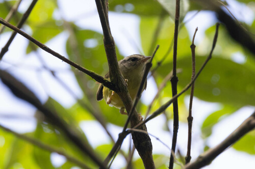 Three-banded Warbler (Basileuterus trifasciatus), photo 5