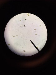 Miozoa