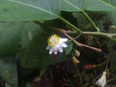 Passiflora arborea