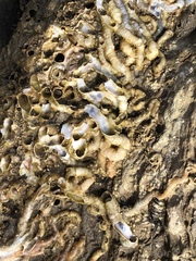 Vermetoidea