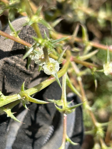 iNaturalist observation photo of Southern Russian Thistle