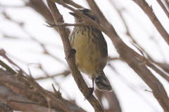 Sericornis maculatus