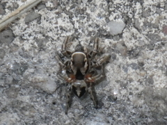 Habronattus formosus