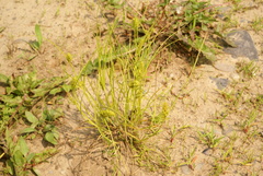 Carex neurocarpa
