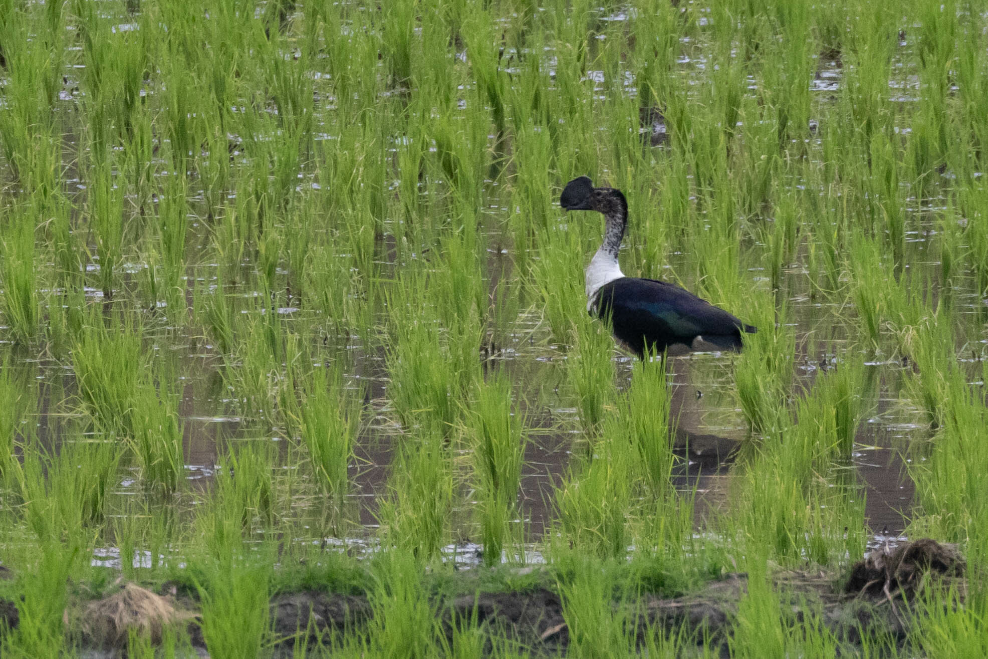 Sarkidiornis sylvicola image