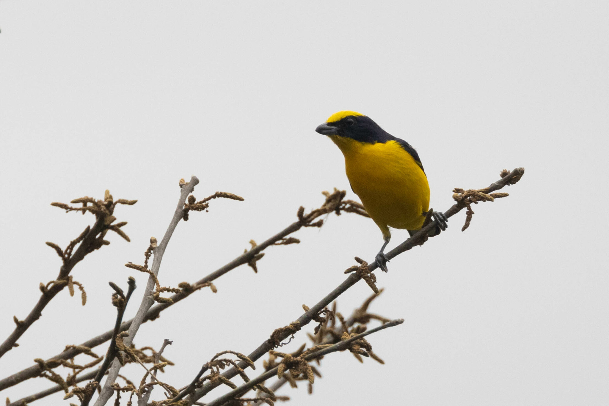 Euphonia laniirostris image