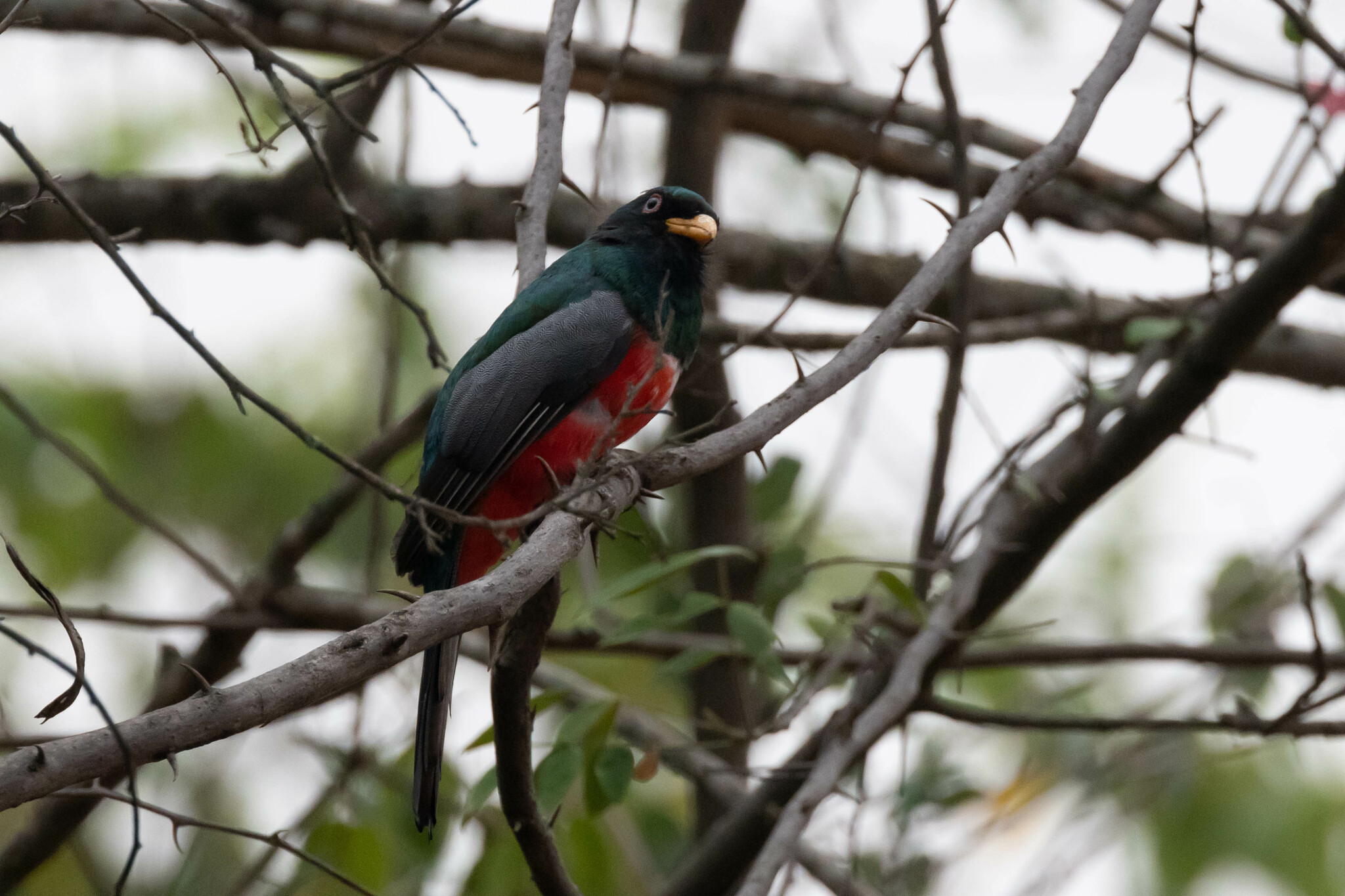 Trogonidae image