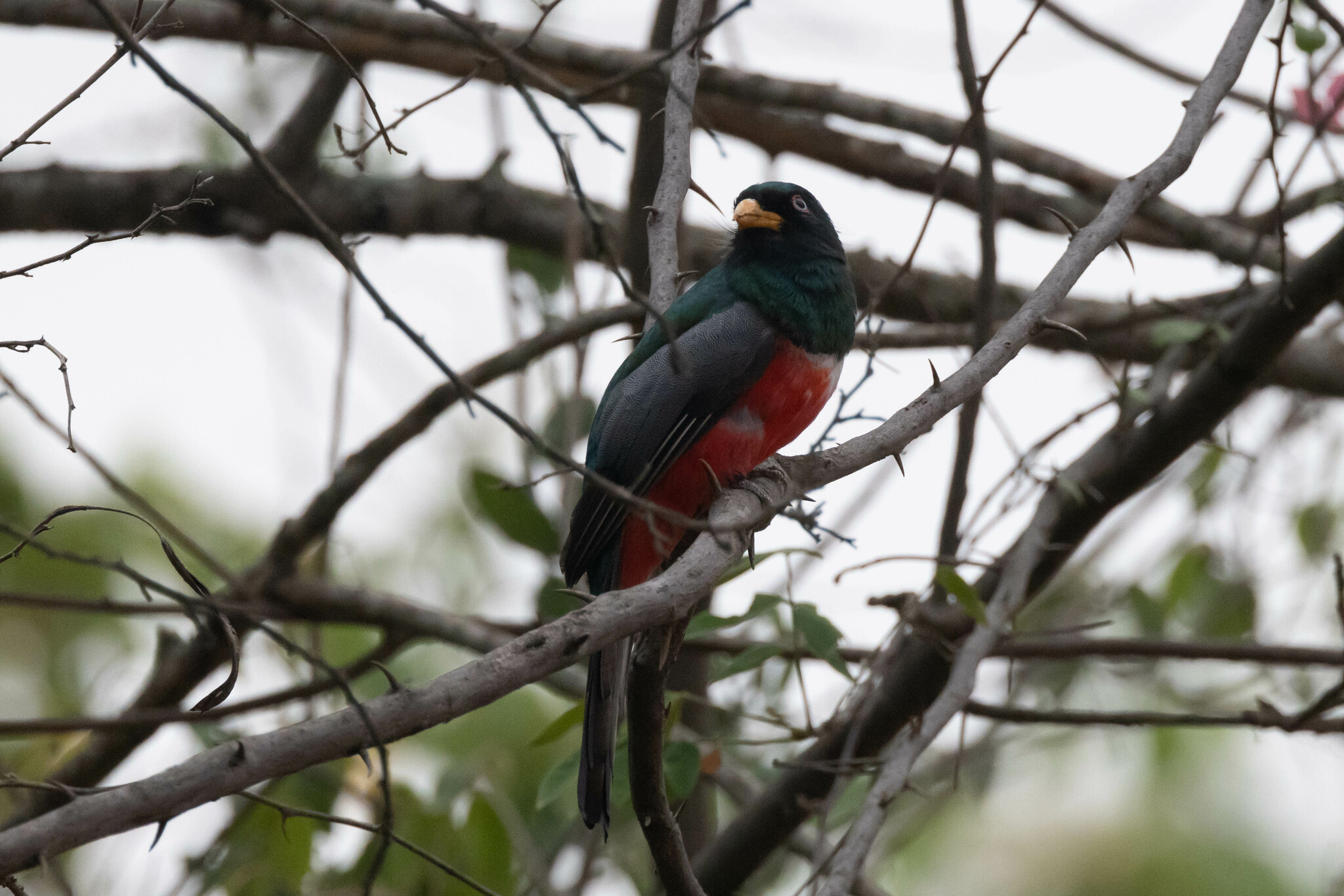 Trogon image