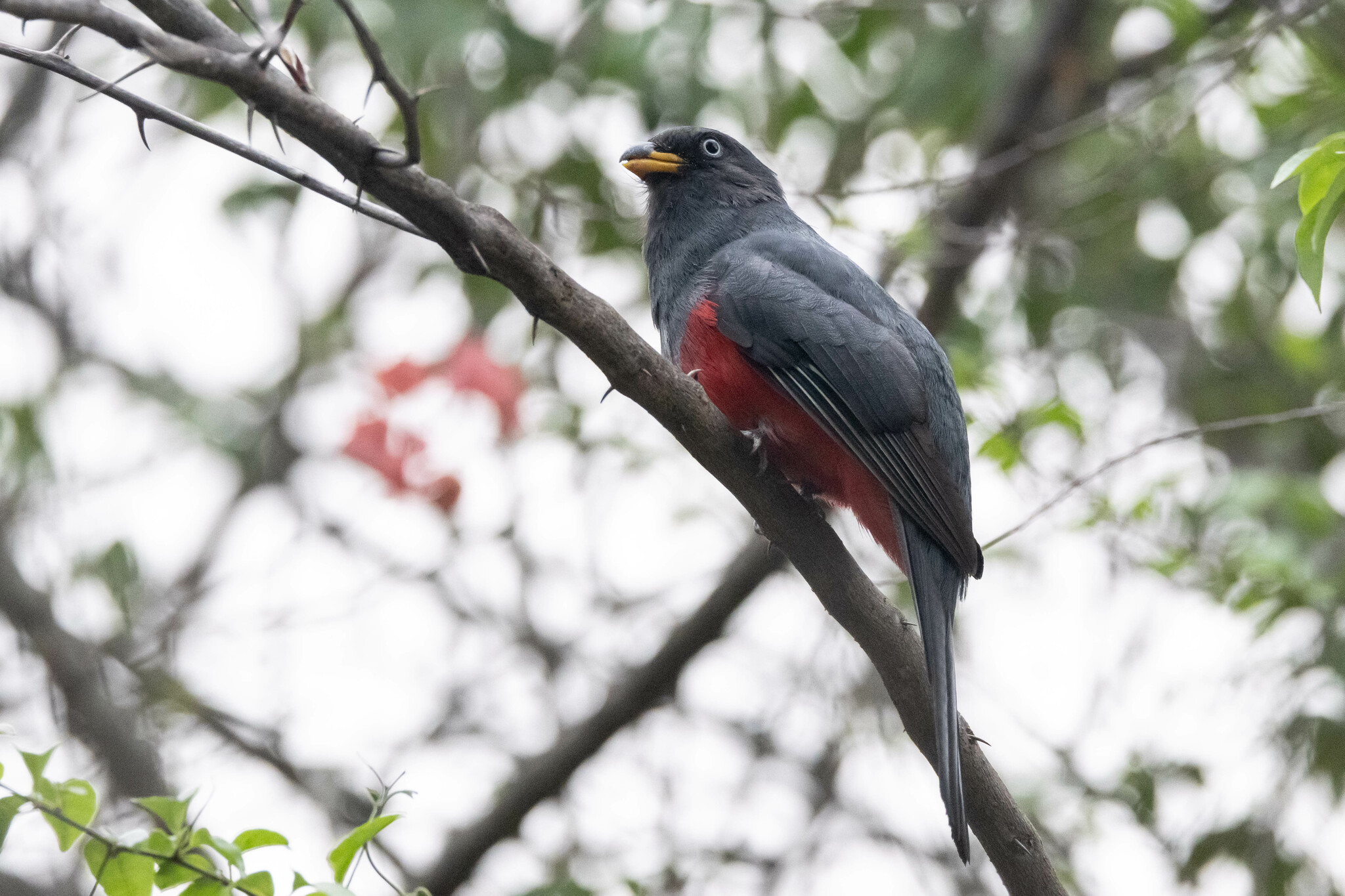 Ecuadorian Trogon (Trogon mesurus), photo 7