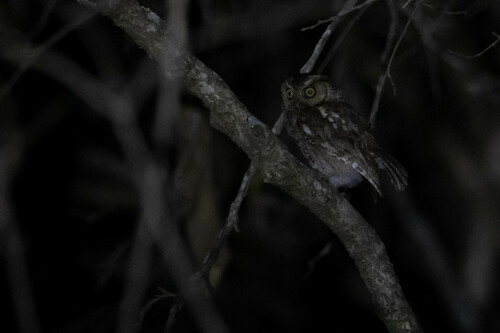 West Peruvian Screech Owl (Megascops roboratus), photo 10