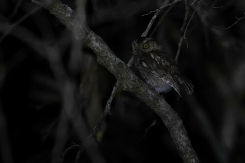 West Peruvian Screech Owl (Megascops roboratus), photo 4