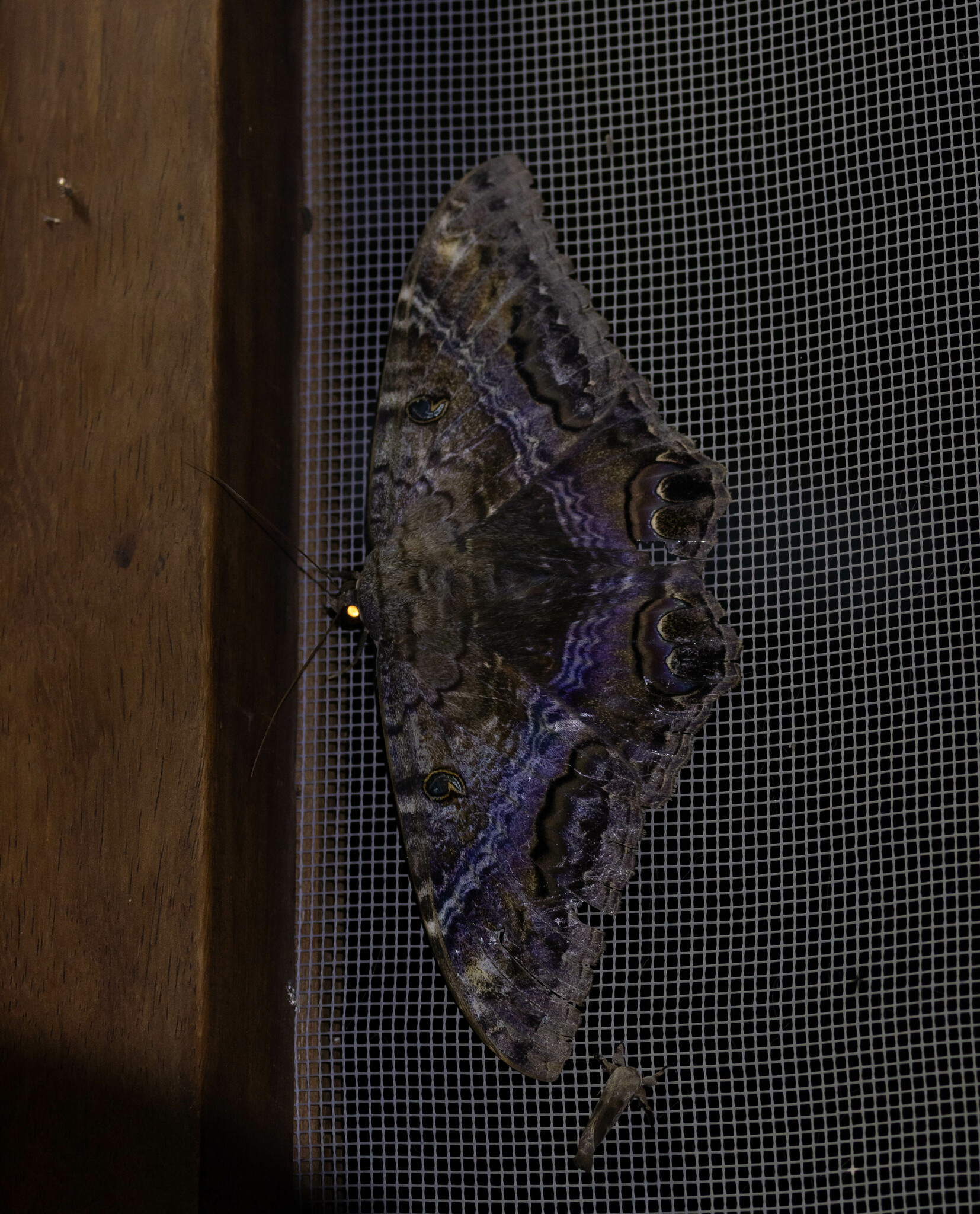 Ascalapha odorata image