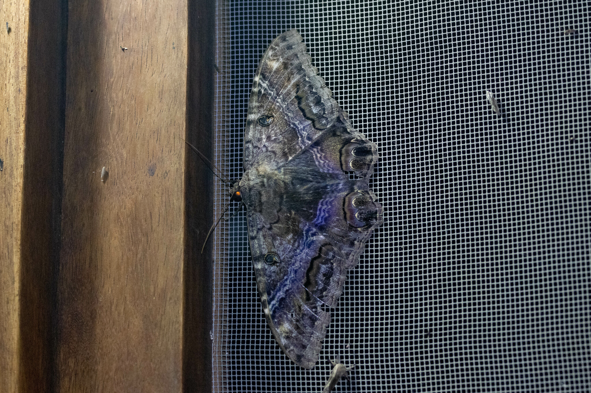 Ascalapha odorata image