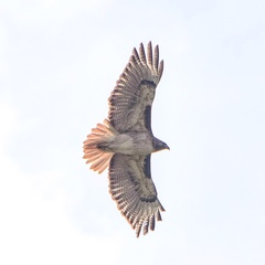 Buteo jamaicensis