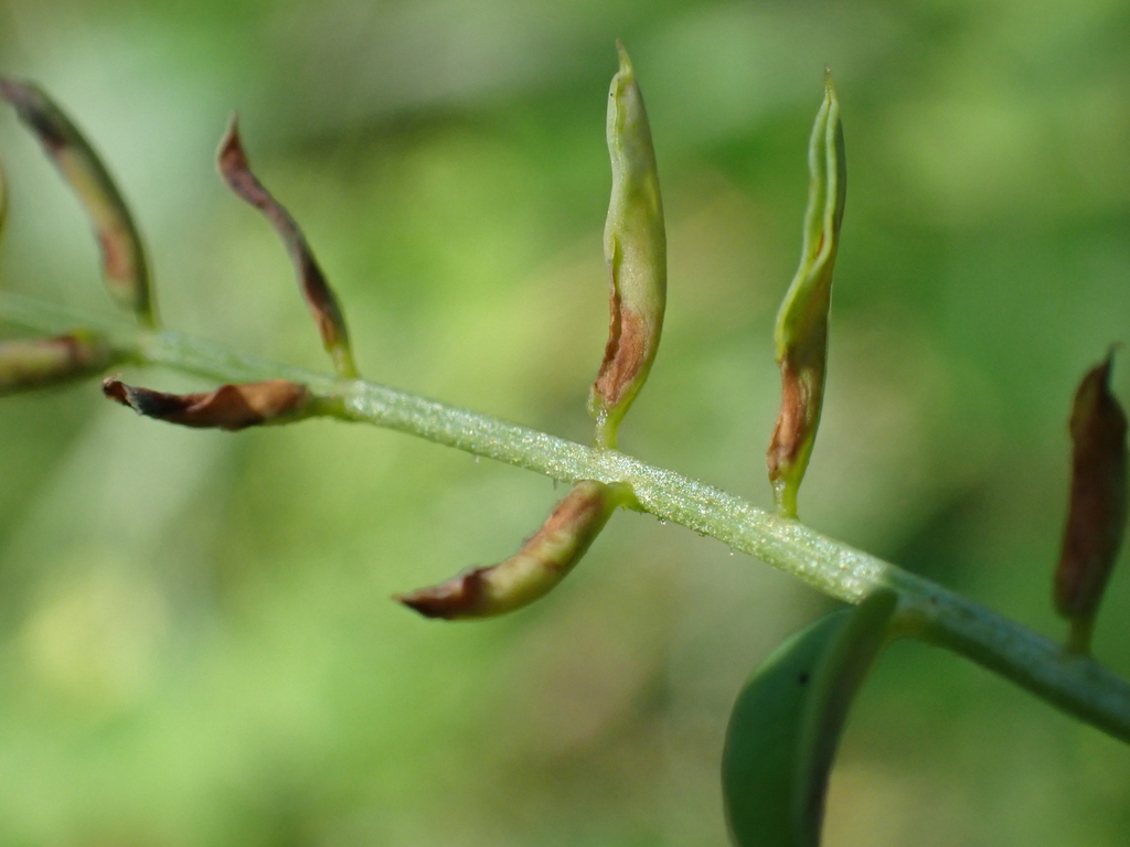 Contarinia coronillae