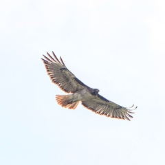 Buteo jamaicensis
