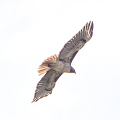 Buteo jamaicensis