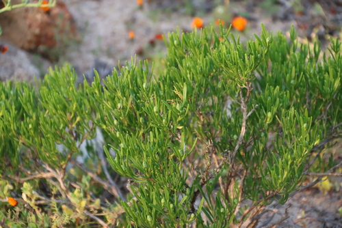 Image of Pteronia pillansii by (c) Tony Rebelo, some rights reserved (CC BY-SA)