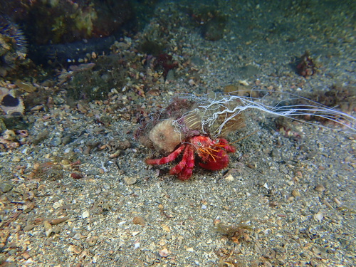 Red Hermit Crab, 18697 La Herradura, Granada, España, photo 4 of 10
